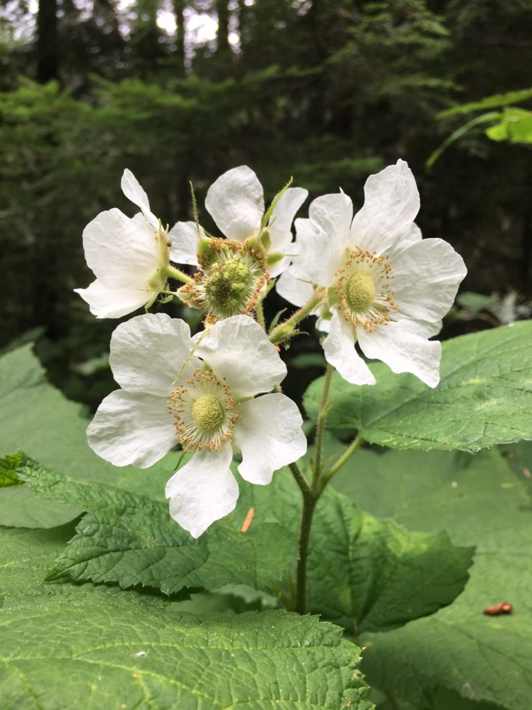 Thimbleberry - Friends of Springbrook Park