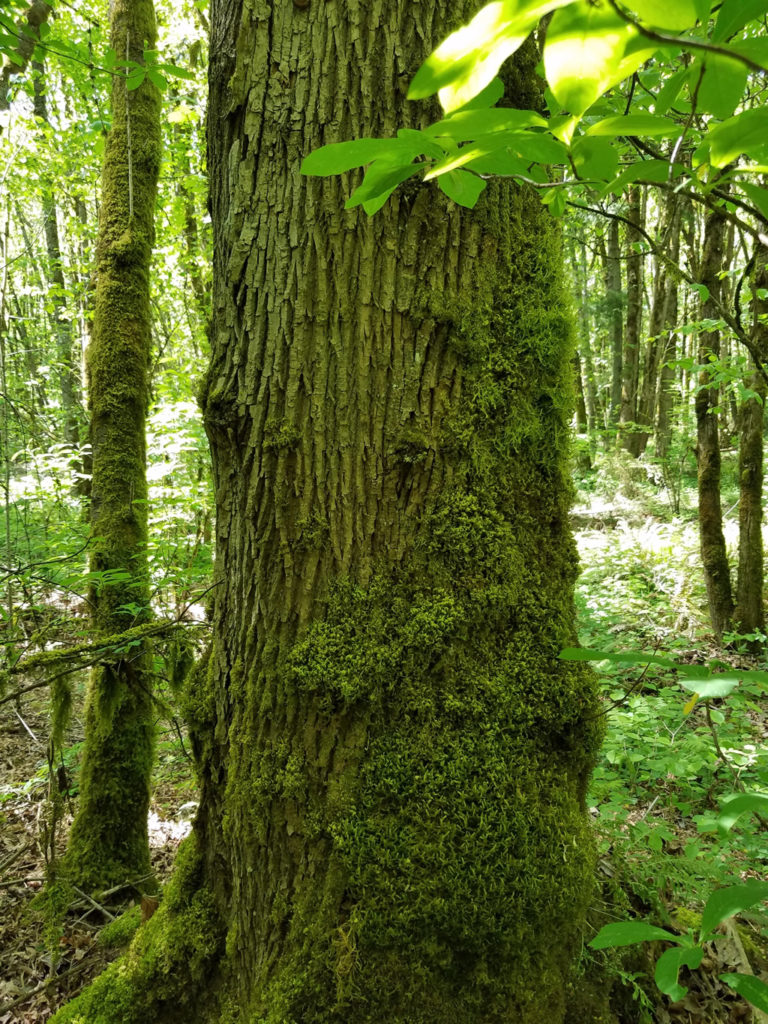 Cotton Birch Logs Birch Trees Bark Forest Woods Landscape Nature