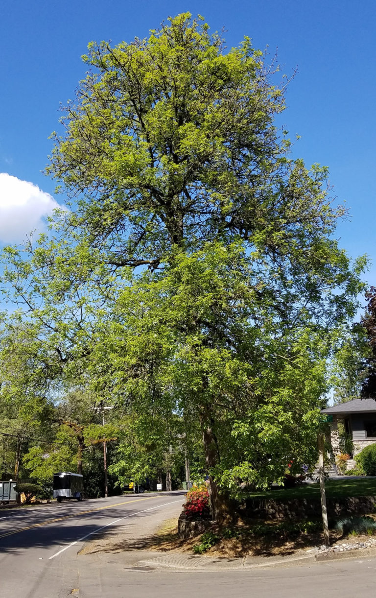 Oregon Ash | Friends of Springbrook Park